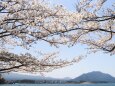 河口湖の桜