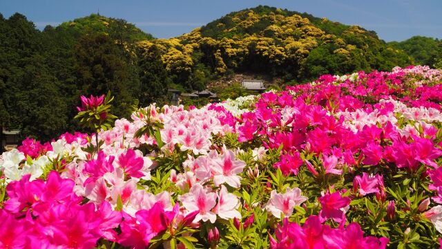 三室戸寺のツツジ