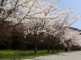 河口湖の桜