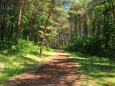 松林の遊歩道