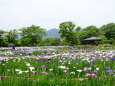 初夏の訪れ花菖蒲園