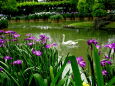 花菖蒲の池をお散歩中の白鳥さん