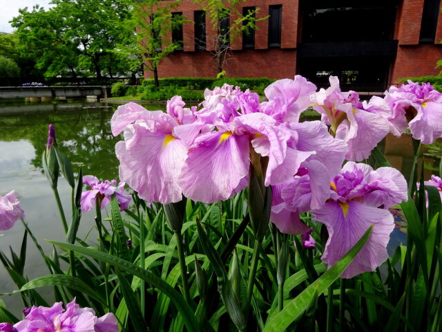 水辺に咲いている花菖蒲