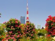 芝公園のバラと東京タワー