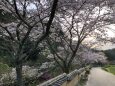 桜の室町塀