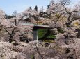 白石川堤の桜