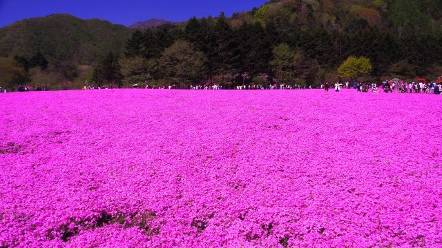 富士芝桜まつり