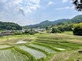 西山の棚田