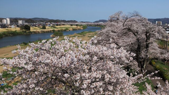 白石川堤の千本桜