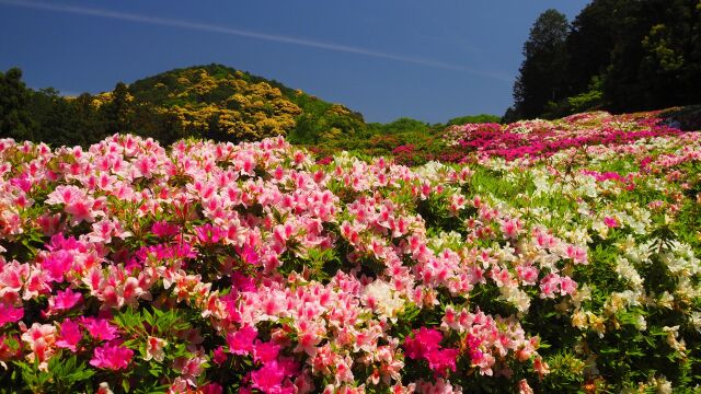 三室戸寺のツツジ