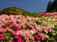 三室戸寺のツツジ