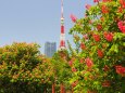 ベニバナトチノキと東京タワー