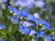 芝公園のネモフィラ