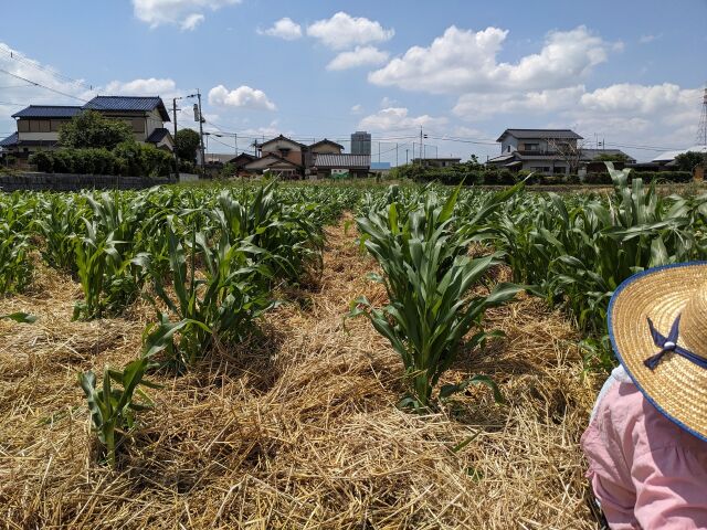 雑草の繁殖を防ぐ麦藁敷