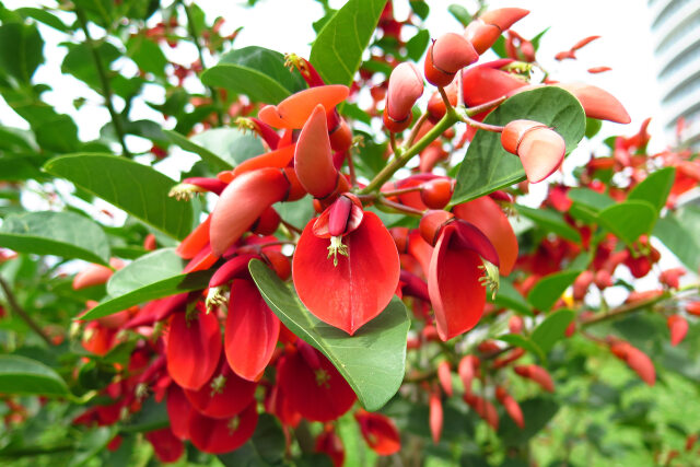 アメリカデイゴ