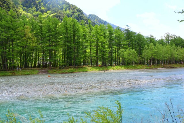 新緑のカラ松と梓川