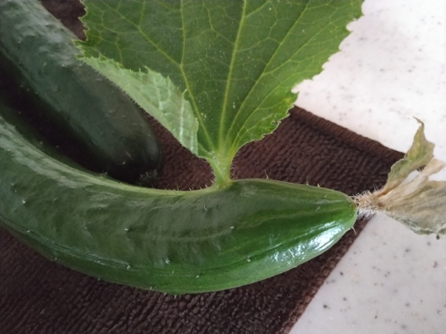 朝取りキュウリに葉っぱが