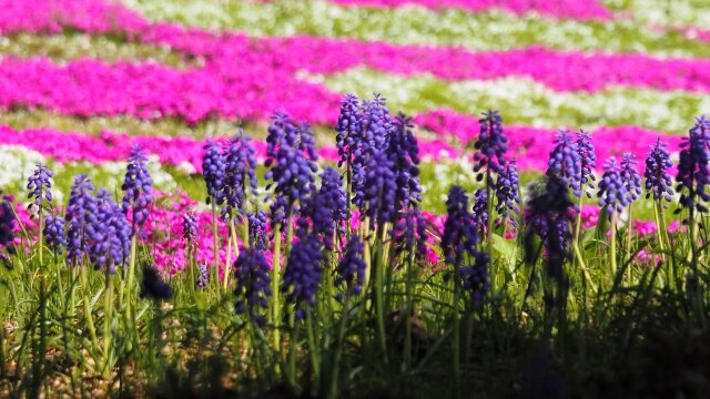 富士芝桜まつりのムスカリ