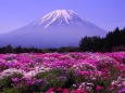 富士芝桜まつり