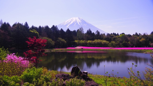 富士芝桜まつり