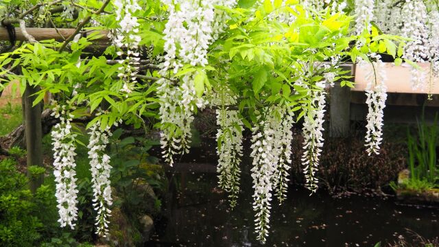 万葉植物園の藤