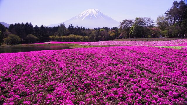 富士芝桜まつり