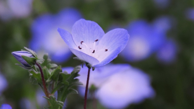 昭和記念公園のネモフィラ