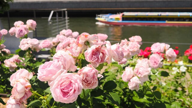 中の島バラ園のバラ