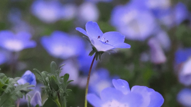 昭和記念公園のネモフィラ