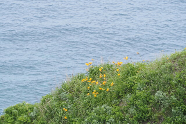 エゾカンゾウと積丹の海