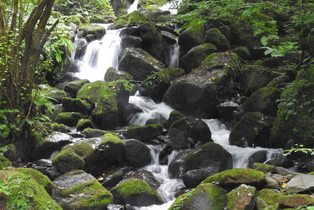 渓流 初夏 13