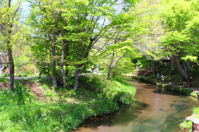 忍野の清流