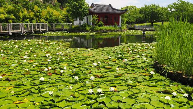 初夏の上海横浜友好園