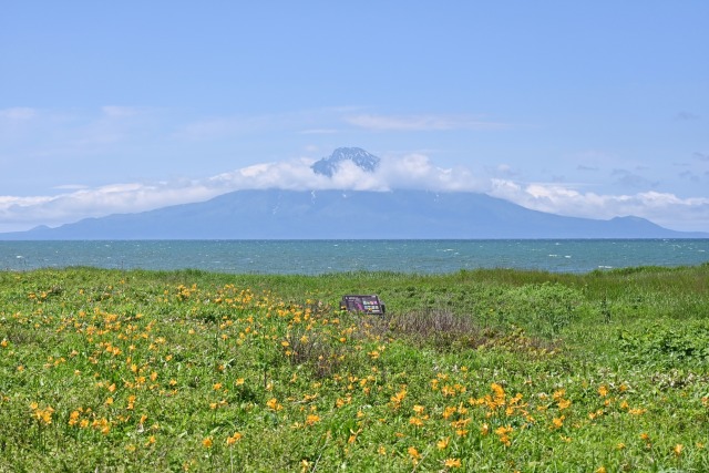 エゾカンゾウと利尻富士