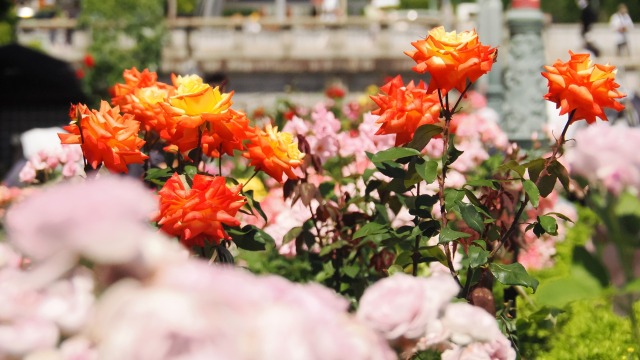 中の島バラ園のバラ