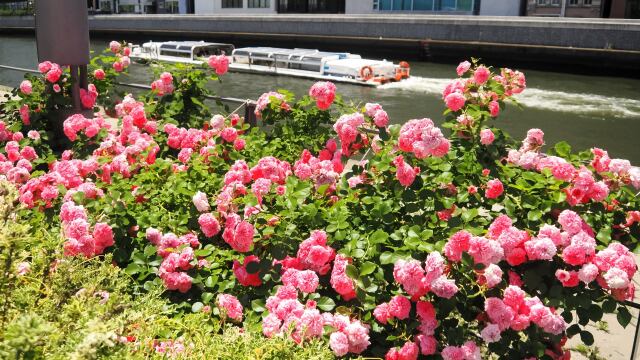 中の島バラ園のバラ