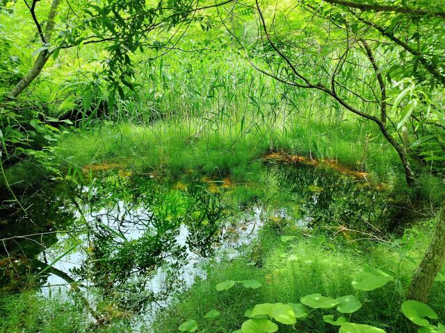 夏の湿原