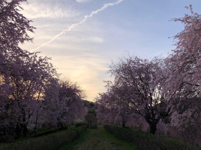 そのまんま城の夕景