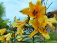 ユリの花