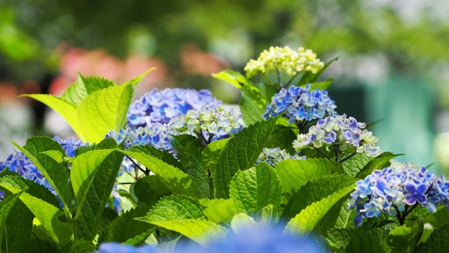 小田原城の紫陽花