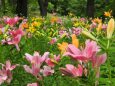 昭和記念公園のスカシユリ