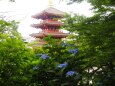 初夏の高幡不動尊