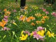 昭和記念公園のスカシユリ