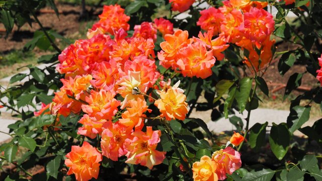 中の島バラ園のバラ