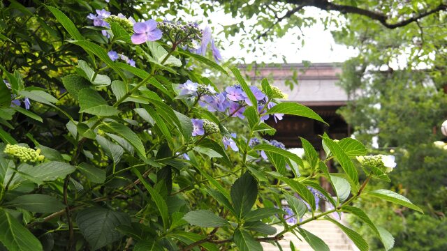 高幡不動尊の紫陽花