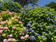 小田原城の紫陽花