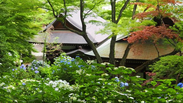 高幡不動尊の紫陽花