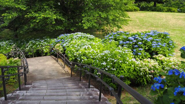 葛西臨海公園の紫陽花