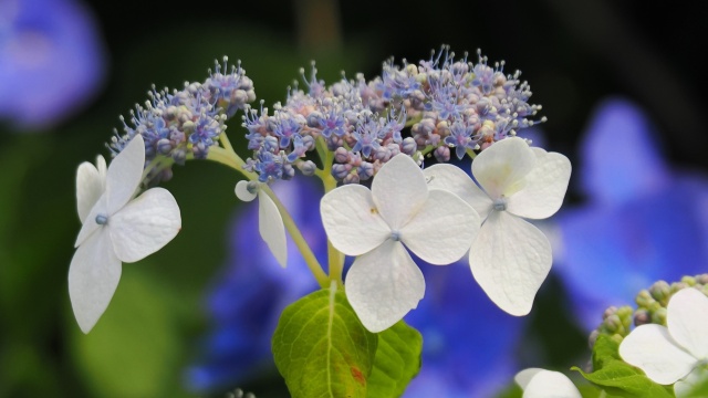 葛西臨海公園の紫陽花
