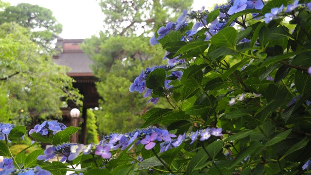 高幡不動尊の紫陽花